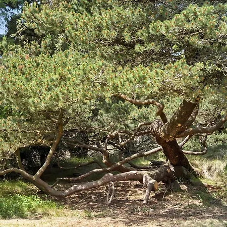 Bv263-blavand-nordkrogen-21 *